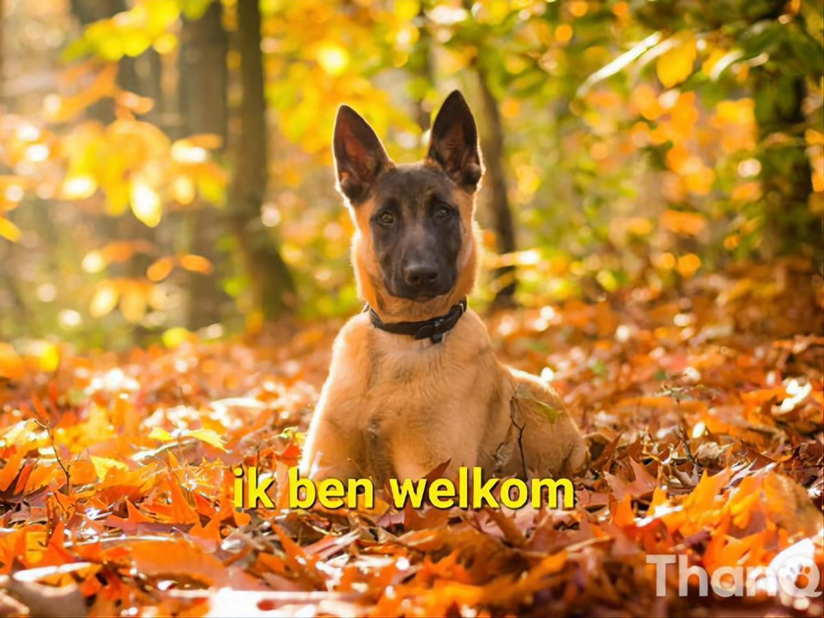 Leuk Chalet Te Huur In Putten, Honden Van Harte Welkom, Alleen Voor Recreatie Villa Kültér fotó